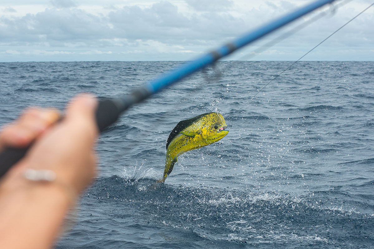 Cortland Line Hollow-X: A Fly Angler’s Ally for Battling Big Pelagics