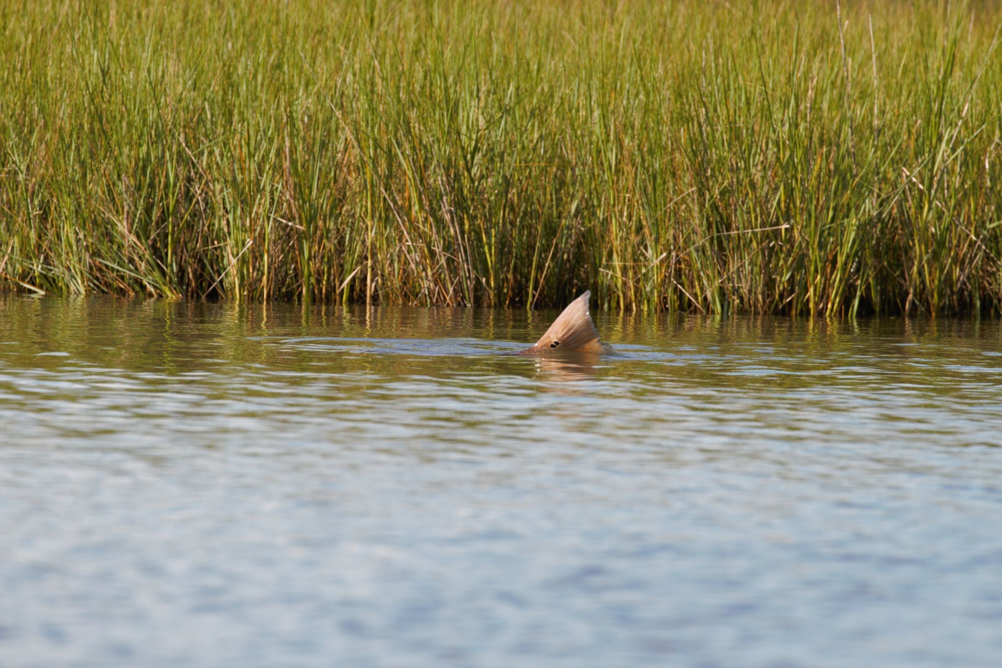 A redfish's tail is poking out of the water. 